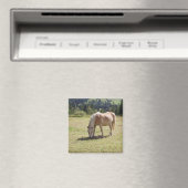 Haflinger Palomino Pony in zomerweide Foto Magneet (Insitu (Vaatwasser))