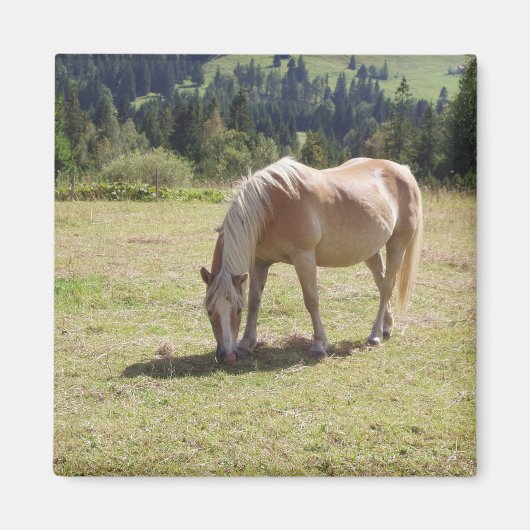 Haflinger Palomino Pony in zomerweide Foto Magneet (Voorkant)