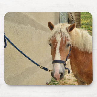 Haflinger-Pferd Muismat