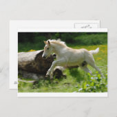 Haflinger Pony Briefkaart (Voorkant / Achterkant)