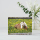 Haflinger Postcard Briefkaart (Staand voorkant)