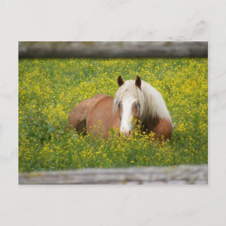 Haflinger Postcard Briefkaart