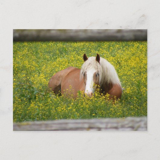 Haflinger Postcard Briefkaart (Voorkant)