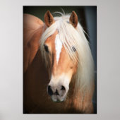 Haflinger Poster (Voorkant)