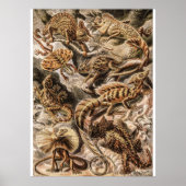  hagedieren door Ernst Haeckel Poster (Voorkant)