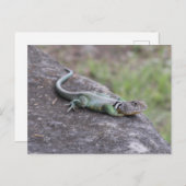 hagedis briefkaart (Voorkant / Achterkant)