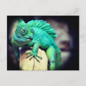 hagedis briefkaart (Voorkant)