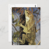 hagedis briefkaart (Voorkant / Achterkant)