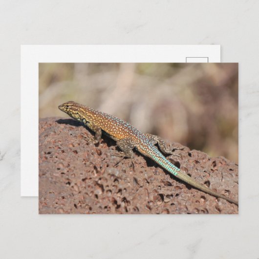 hagedis briefkaart (Voorkant / Achterkant)