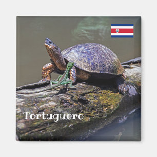 hagedis- en rivierschildpad in Tortuguero - Costa Magneet