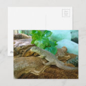 hagedis in een Terrarium Briefkaart (Voorkant / Achterkant)