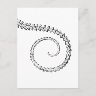  hagedisskelet briefkaart