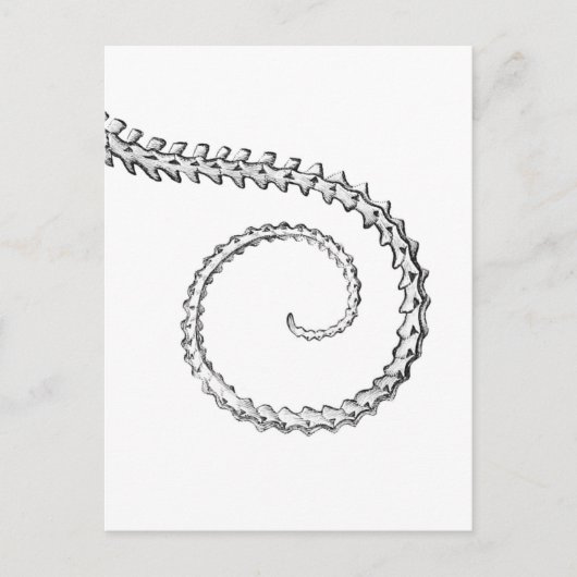  hagedisskelet briefkaart (Voorkant)