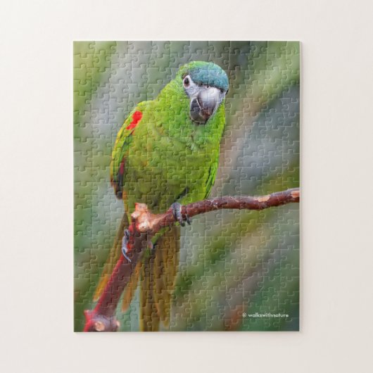 Hahn's Mini Macaw / Macaw met schouderklopjes Legpuzzel (Verticaal)
