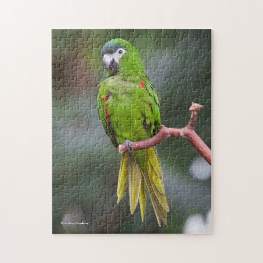 Hahn's Mini Macaw / Macaw met schouderklopjes Legpuzzel (Verticaal)