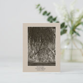 Haies foncées, Stranocum, Ballymoney NI carte post (Debout devant)