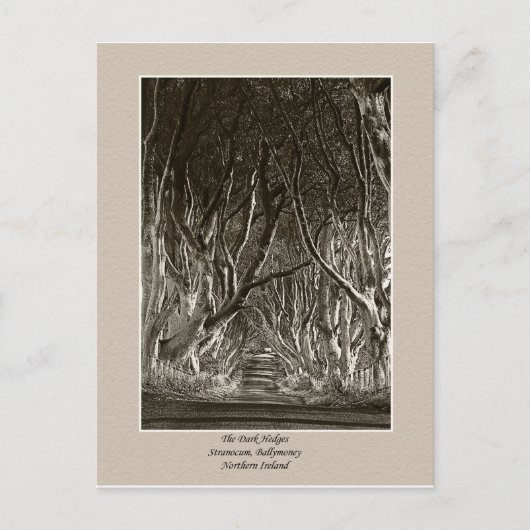 Haies foncées, Stranocum, Ballymoney NI carte post (Devant)