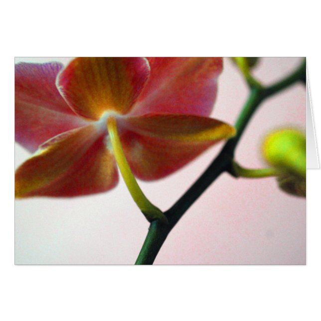 Haiku Orchid (Voorkant Horizontaal)
