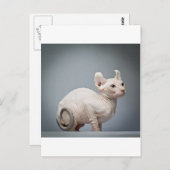 HAIRLESS CAT BRIEFKAART (Voorkant / Achterkant)