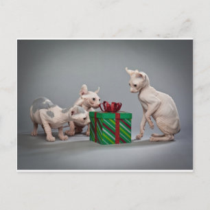 HAIRLESS CAT'S CHRISTMAS FEESTDAGENKAART