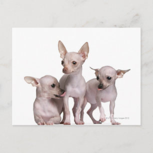 Hairless Chihuahua (5 en 7 maanden oud) Briefkaart