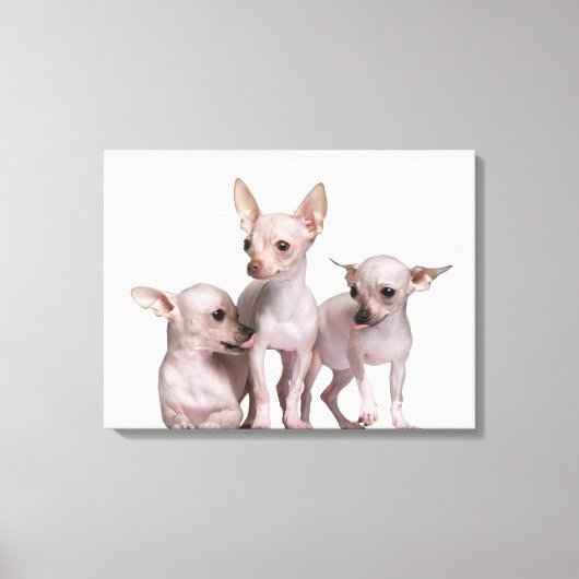 Hairless Chihuahua (5 en 7 maanden oud) Canvas Afdruk (Voorkant)