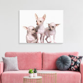 Hairless Chihuahua (5 en 7 maanden oud) Canvas Afdruk (Insitu (Woonkamer))