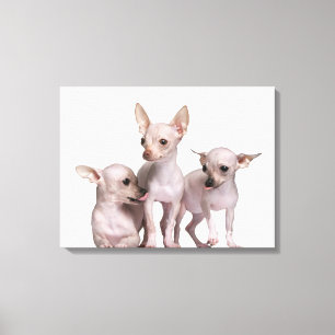 Hairless Chihuahua (5 en 7 maanden oud) Canvas Afdruk