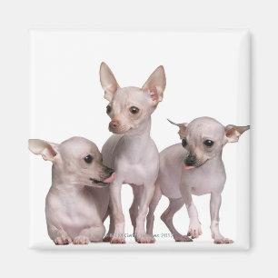Hairless Chihuahua (5 en 7 maanden oud) Magneet