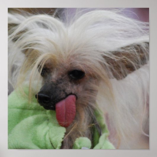 Hairless Chinese Crested Dog Poster (Voorkant)