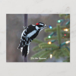Hairy Woodpecker met Kerstmis Briefkaart
