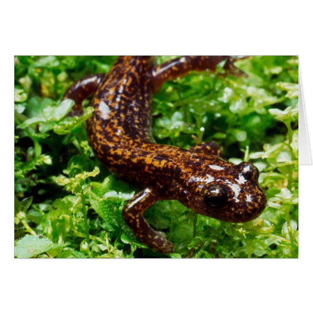 Hakone salamander (Voorkant Horizontaal)