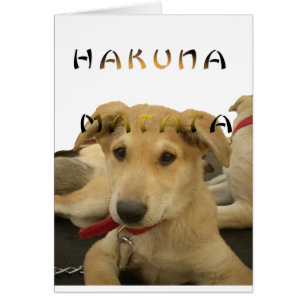 Hakuna Matata Ik weet wat je denkt.