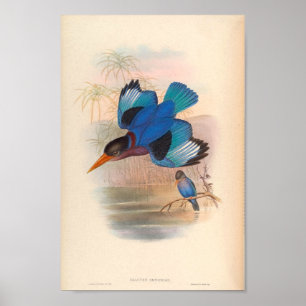 Halcyon Omnicolor Kingfisher Aziatische vogels Poster