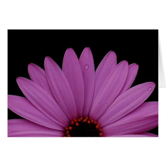Half Daisy (Voorkant Horizontaal)