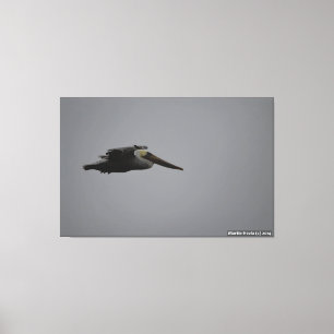 Half Moon Bay Fierce Pelican III - verpakt canvas Afdruk