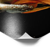 Halfmoon Betta Fish Foto Afdruk (Hoek)