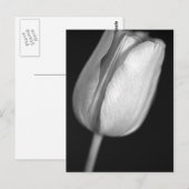 Halftone Tulip Briefkaart (Voorkant / Achterkant)