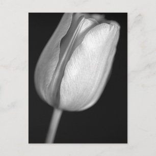 Halftone Tulip Briefkaart