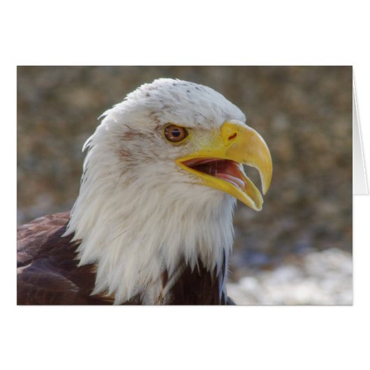 Haliaeetus leucocephalus (Devant horizontal)