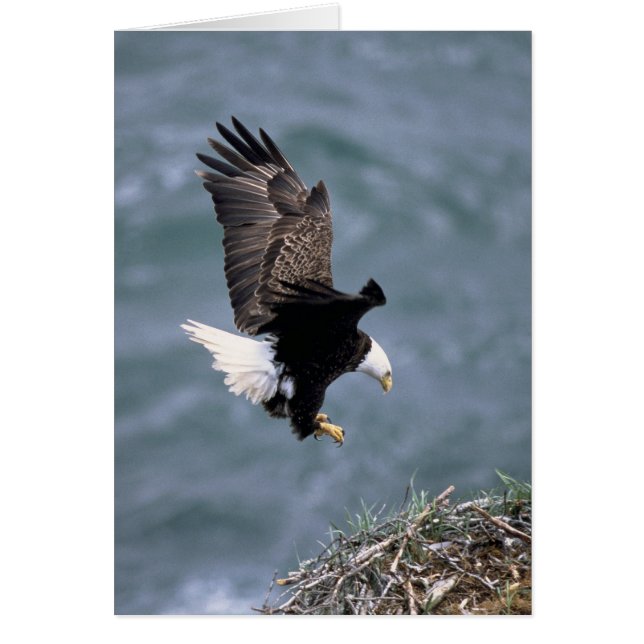 Haliaeetus leucocephalus (Devant)