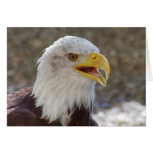 Haliaeetus leucocephalus (Devant Horizontal)