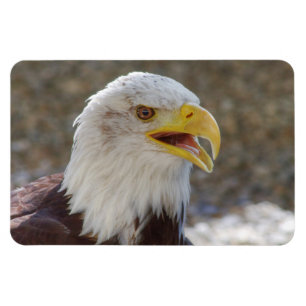 Haliaeetus leucocephalus magneet