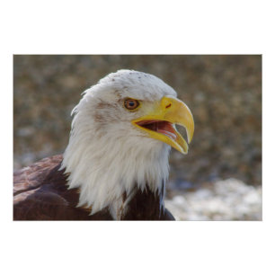 Haliaeetus leucocephalus perfect poster