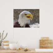 Haliaeetus leucocephalus poster (Keuken)