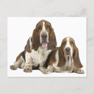 Hallo Basset Hound Puppy Hondenliefde, Briefkaart
