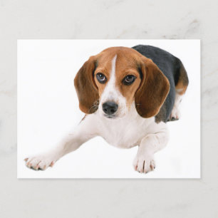 Hallo Beagle Puppy Dog Blank Briefkaart