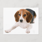 Hallo Beagle Puppy Dog Blank Briefkaart (Voorkant)