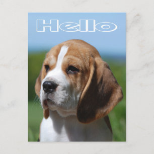 Hallo Beagle Puppy Dog Greeting Post Kaart