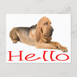 hallo Bloodhound Puppy Dog Greeting Post Card Briefkaart